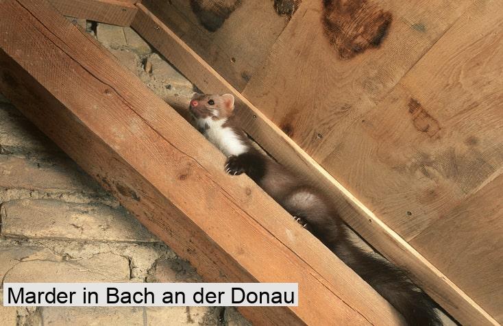 Marder in Bach an der Donau